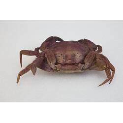 <em>Nectocarcinus integrifrons</em>, Rough Rock Crab. [J 27161]