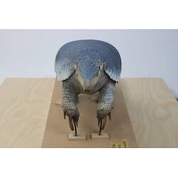<em>Priodontes maximus</em>, Giant Armadillo. [C 30364]