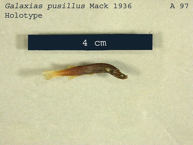 Fish specimen with scale bar.