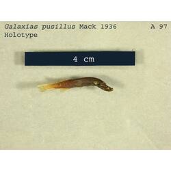 <em>Galaxias pusillus</em> Mack, 1936