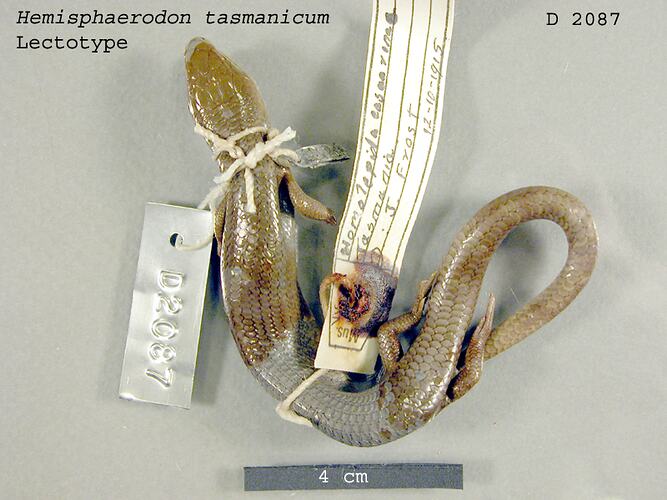 Dorsal view of skink specimen with labels.