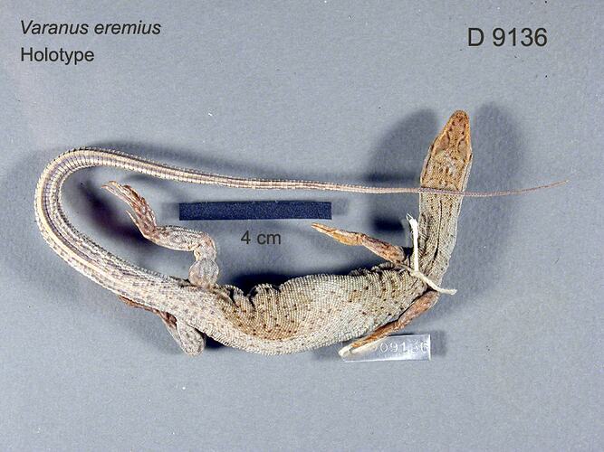 Dorsal view of monitor lizard specimen.