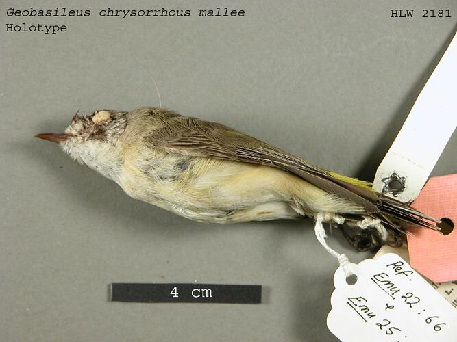 Dry bird skin specimen with labels.