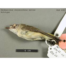 Dry bird skin specimen with labels.