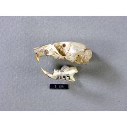 Lateral view of mouse skull and lower jaw.