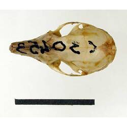 Dorsal view of dunnart skull.
