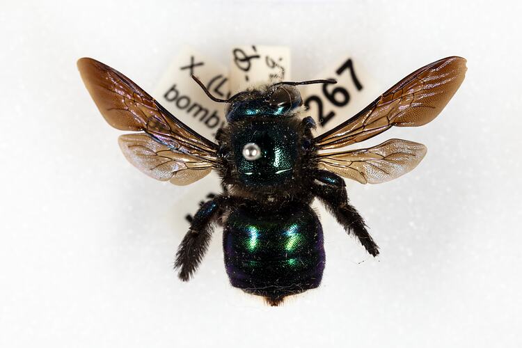 <em>Xylocopa Lestis bombylans</em>, Peacock Carpenter Bee. [HYM 37267]