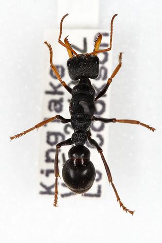 <em>Myrmecia</em> sp., bull ant. [HYM 99115]