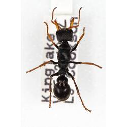 Our Wondrous Planet, Our Wild Family: Dry Specimen - Bull Ant, <em>Myrmecia</em> Fabricius, 1804