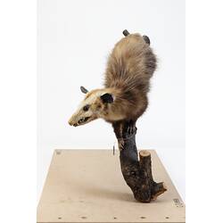 <em>Didelphis virginiana</em>, Virginia Opossum. [C 28888]