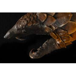 <em>Manis tetradactyla</em>, Long-tailed Pangolin. [C 30360]