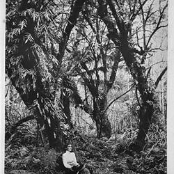 Photograph - by A.J. Campbell, Dandenong Ranges, Victoria, circa 1890