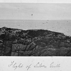 Photograph - 'Flight of Silver Gulls', by A.J. Campbell, Phillip Island, Victoria, Nov 1902