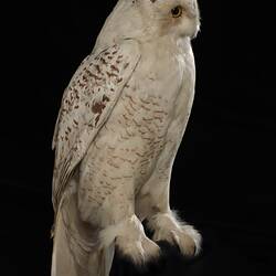 <em>Nyctea scandiaca</em>, Snowy Owl. [B 21611]