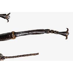 <em>Dryococelus australis</em>, Lord Howe Island stick insect. [PHA 11]