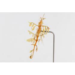 <em>Phycodurus eques</em>, Leafy Seadragon. [A 19372]
