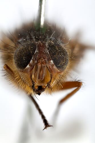 Head front view of pinned blowlfy specimen.