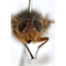 Head front view of pinned blowlfy specimen.