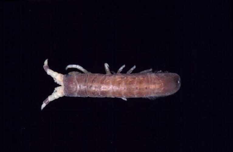 Dorsal view of isopod specimen.