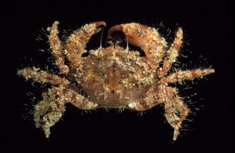 Long-spined Hairy Crab viewed from above.