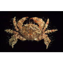 <em>Pilumnus acer</em> Rathbun, 1923, Long-spined Hairy Crab