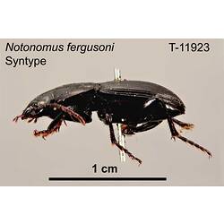Beetle specimen, lateral view.