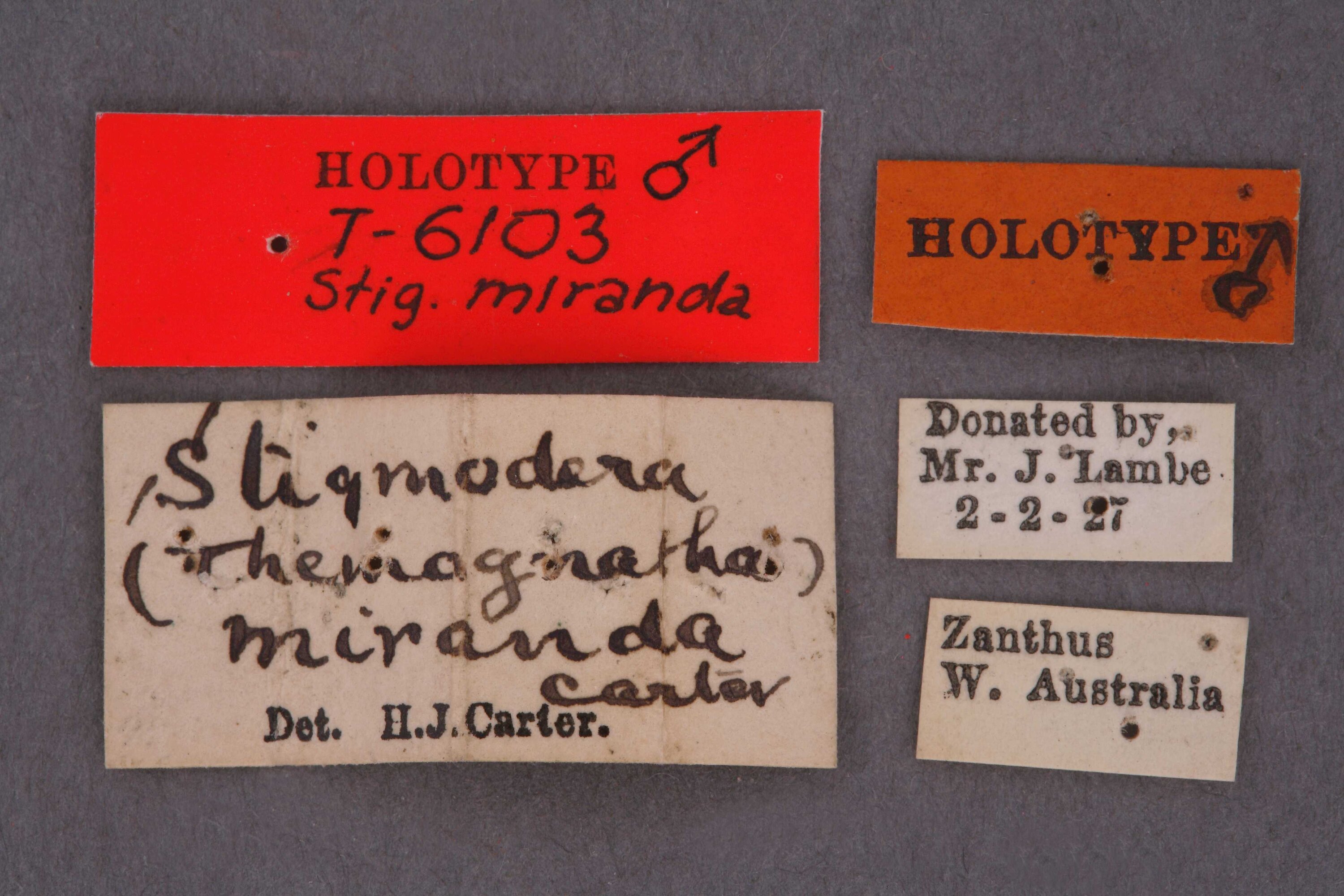 Stigmodera (Themognatha) miranda Carter, 1927