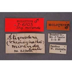 Entomology type specimen labels.