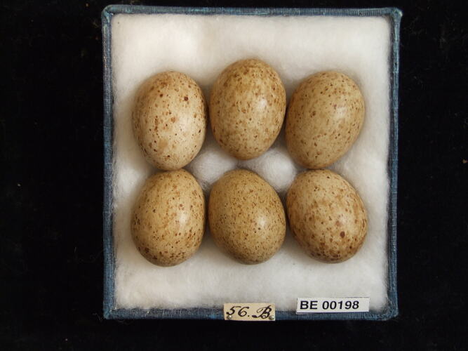 Six bird eggs with specimen labels in box.