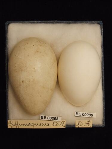 Two bird eggs with specimen labels in box.