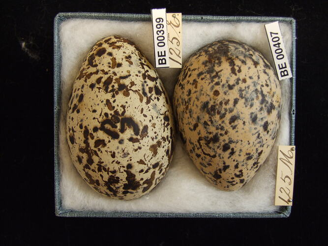 Two bird eggs with specimen labels in box.
