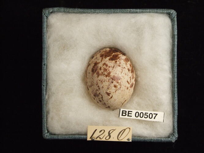 Bird egg with specimen labels in box.