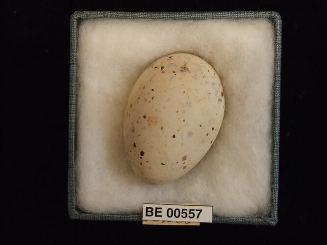 Bird egg with specimen labels in box.
