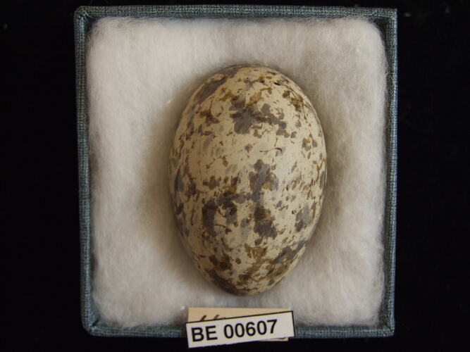 Bird egg with specimen labels in box.