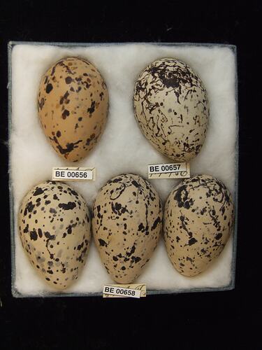 Five bird eggs with specimen labels in box.