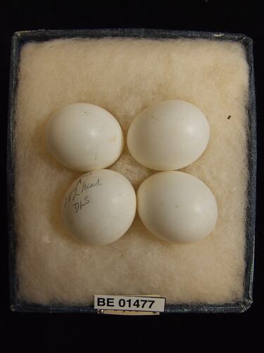 Four bird eggs with specimen labels in box.