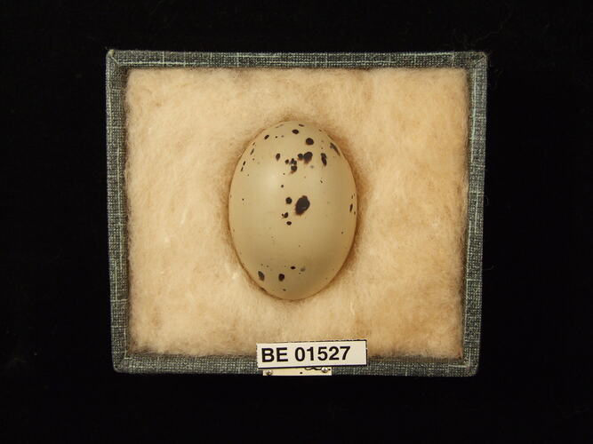 Bird egg with specimen labels in box.