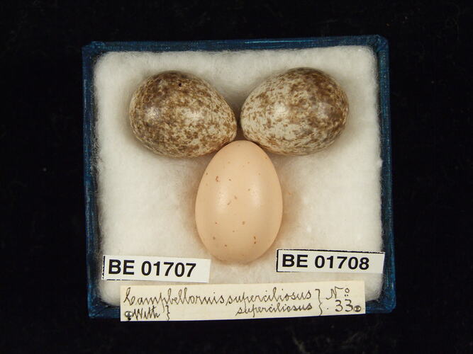 Three bird eggs with specimen labels in box.