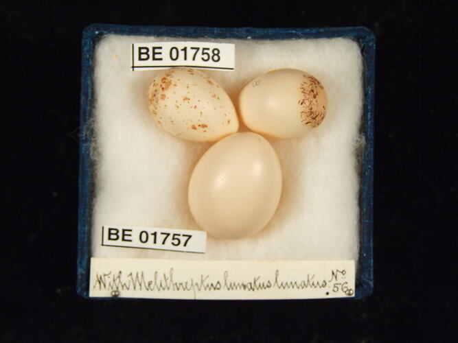 Three bird eggs with specimen labels in box.