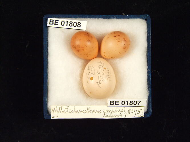 Three bird eggs with specimen labels in box.