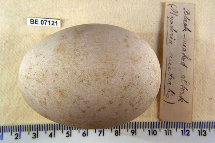 Bird egg with specimen labels beside ruler.