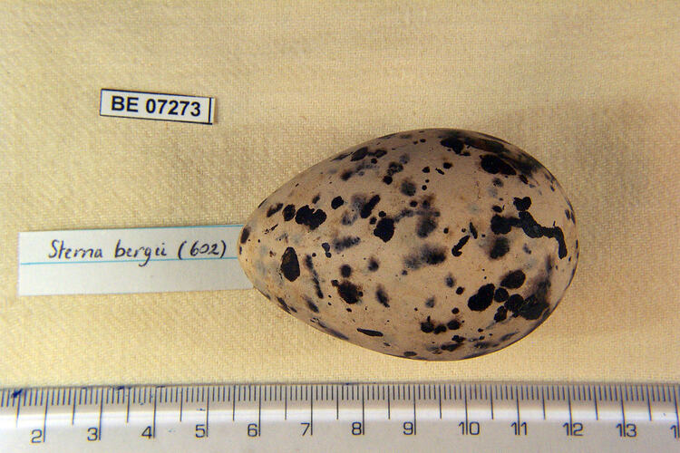 Bird egg with specimen labels beside ruler.