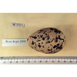 Bird egg with specimen labels beside ruler.