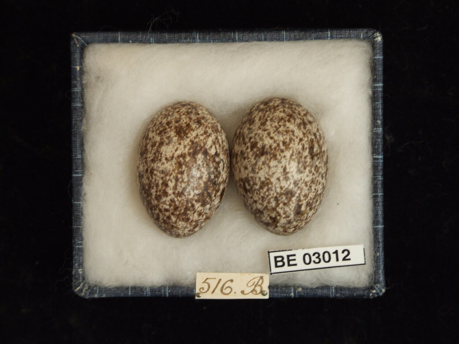 Cinclosoma castanotus castanotus