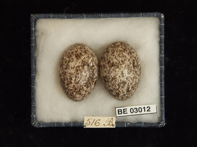 Two bird eggs in box with labels.