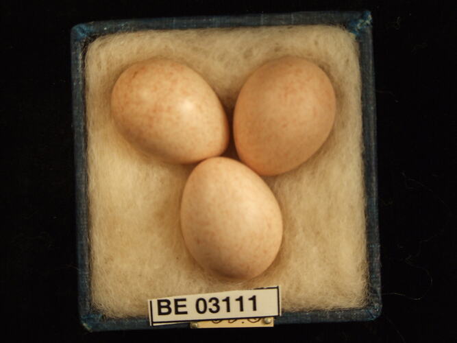 Three bird eggs in box with labels.