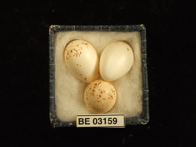 Three bird eggs in box with labels.