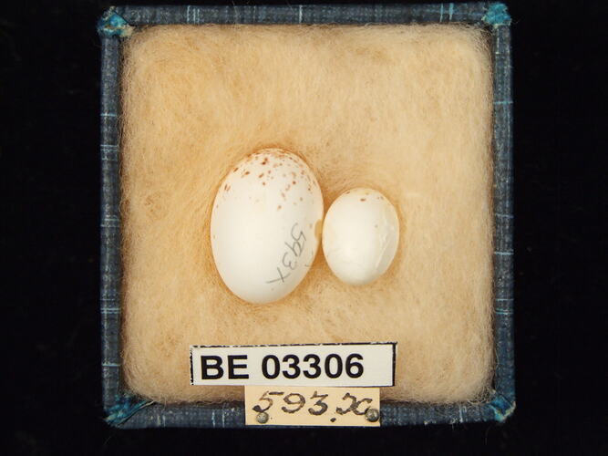 Two bird eggs in box with labels.