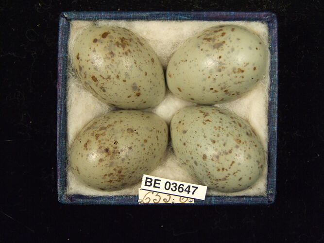 Four bird eggs in box with specimen labels.