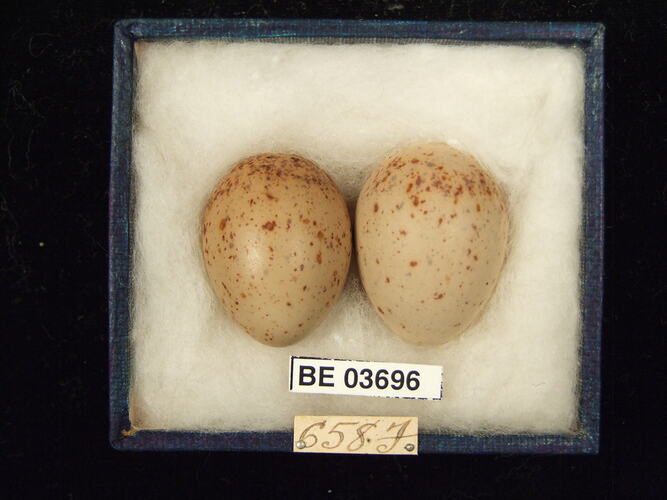 Two bird eggs in box with specimen labels.